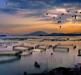 顺德伴游中国网景点丰富(旅游网介绍)