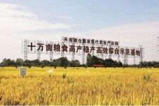 顺德关于成都商务伴游外围雇用的信息