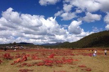 顺德旅游去处(暑期最好的旅游去处)